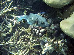 Fish photographed off Ao Suthep